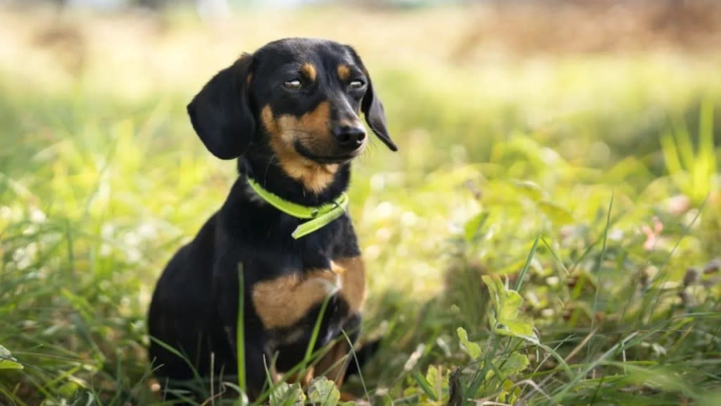 Puppy Bowl New Orleans Dachshund