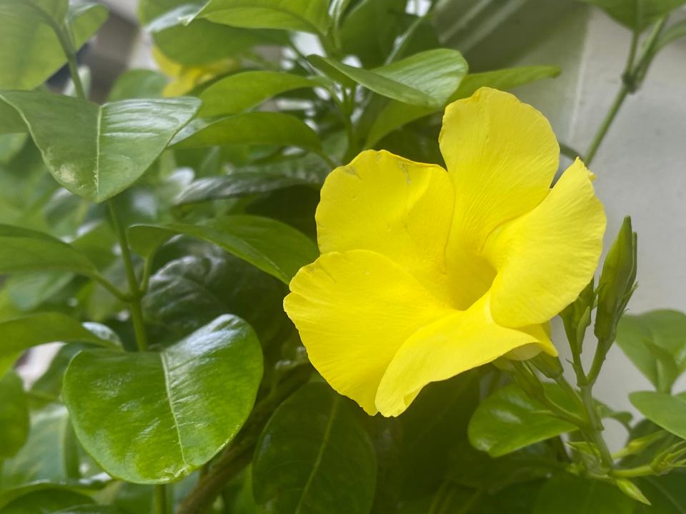 Wild allamanda has been trained in the new garden.