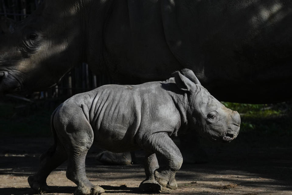 Silverio, un rinoceronte blanco de 12 días de nacido, de pie junto a su madre Hannah, durante su presentación en el zoológico Buin de Santiago de Chile, el martes 2 de julio de 2024. El nacimiento del bebé rinoceronte es el tercero de esta especie en peligro de extinción que nace en Buin. (AP Foto/Esteban Félix)