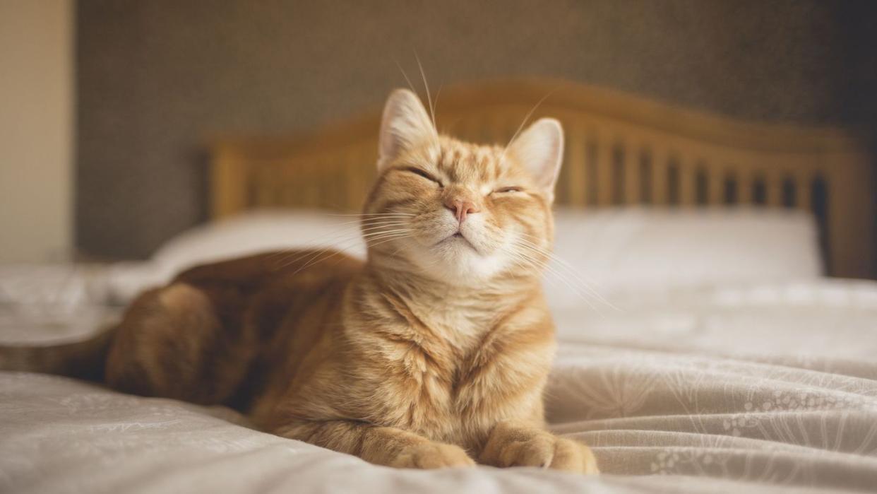 ginger cat lying on a bed, looking happy that illustrates james herriot quote, cats are connoisseurs of comfort