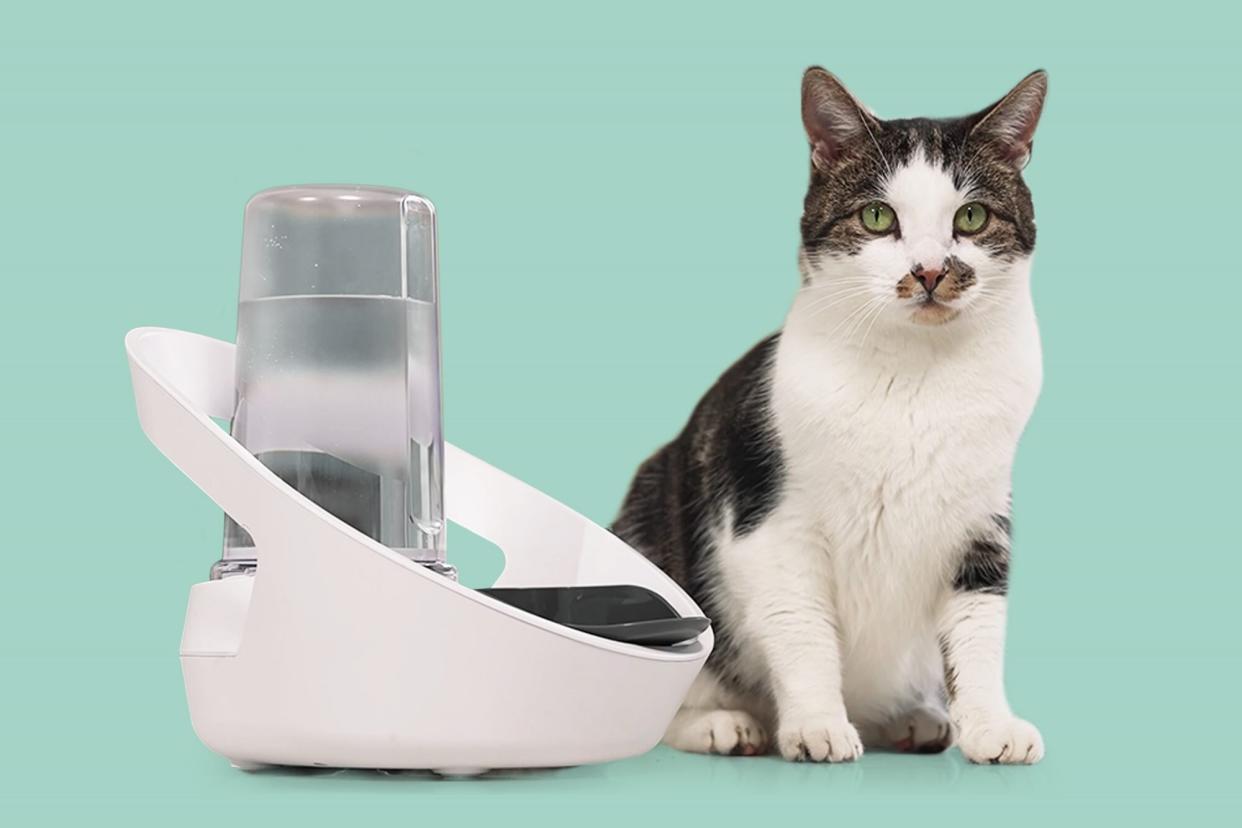 smart drinking bowl for cats