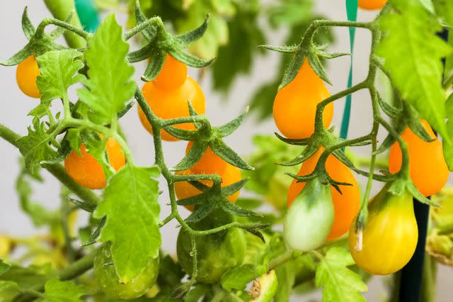 <p>The Spruce / Jayme Burrows</p> 'Yellow Pear' tomatoes