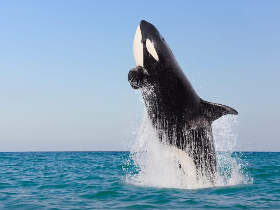 Killer whale jumping out of the water.