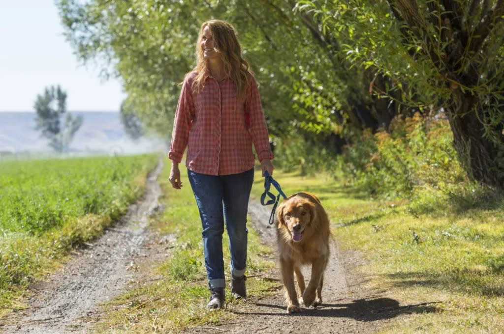 woman walking Golden Retriever to help dog lose weight
