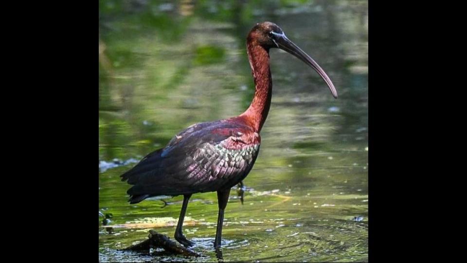 Colors change on a glossy ibis as the sun reflects off of its feathers at Port Royal Cypress Wetlands.