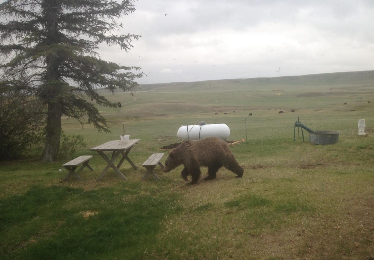 Lisa Schmidt caught this grizzly checking out her picnic table in April 2016. Daily life at the Graham Ranch includes checking for bears, whether or not they are on the Endangered Species list or not.