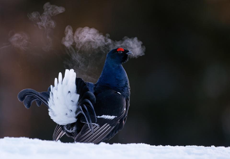 「年度鳥類攝影師」攝影獎「最佳肖像」獎項三獎。©Markus Varesvuo/ Bird Photographer of the Year