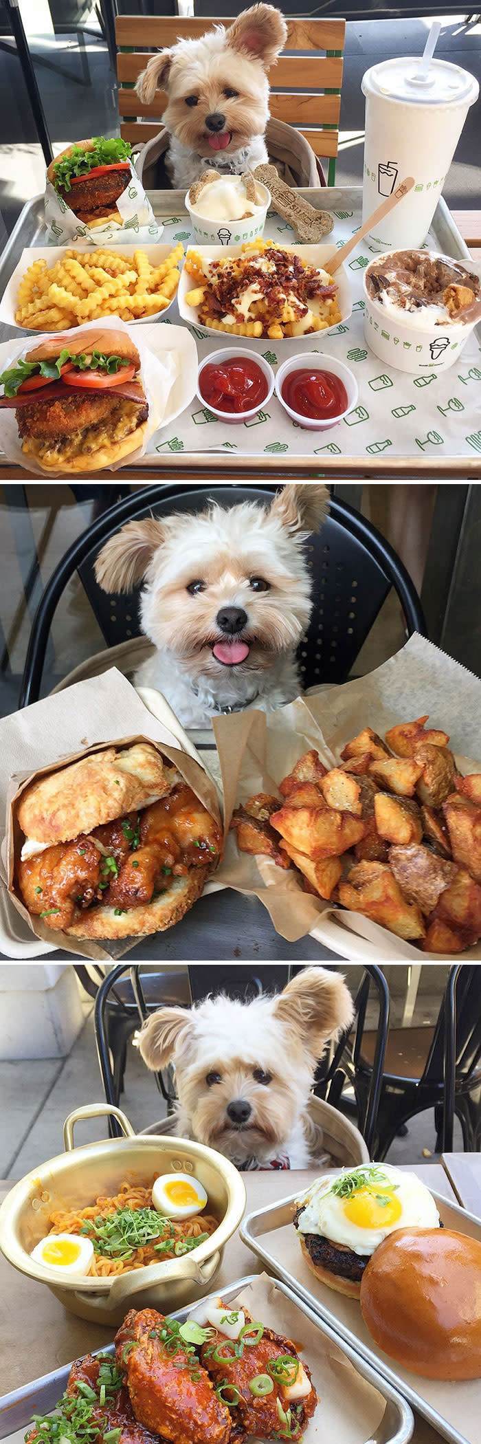 <p>Y, como si fuera poco, hay hamburgueserías que también tratan a las mascotas de la mejor manera. Foto: Instagram.com/popeyethefoodie </p>