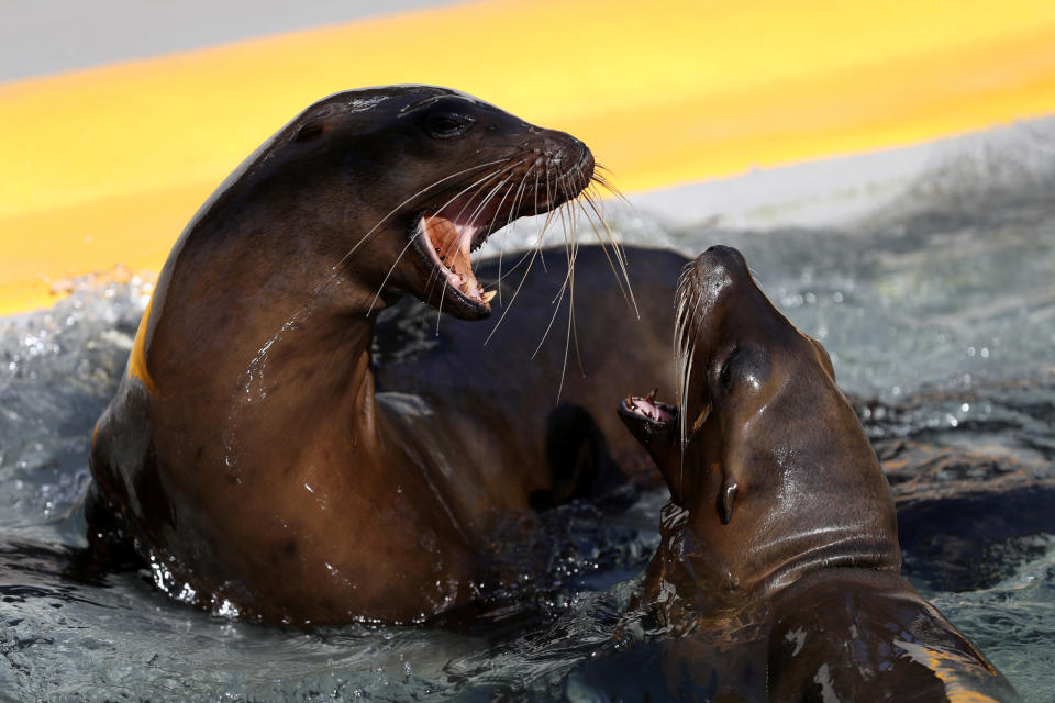 (Photo by Justin Sullivan/Getty Images)