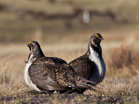 FILE PHOTO - U.S. Bureau of Land Management photo shows a pair of sage grouse in this undated photo. Bob Wick/Courtesy BLM/Handout via REUTERS