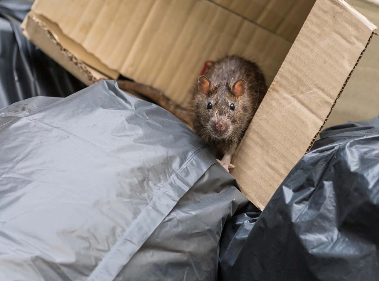 Chicago has been rated number one on Orkin’s Top 50 Rattiest Cities List for the seventh straight year.