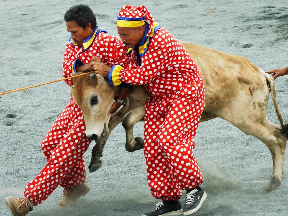 Rodeo helpers in clown suit prepares a cattle for competition