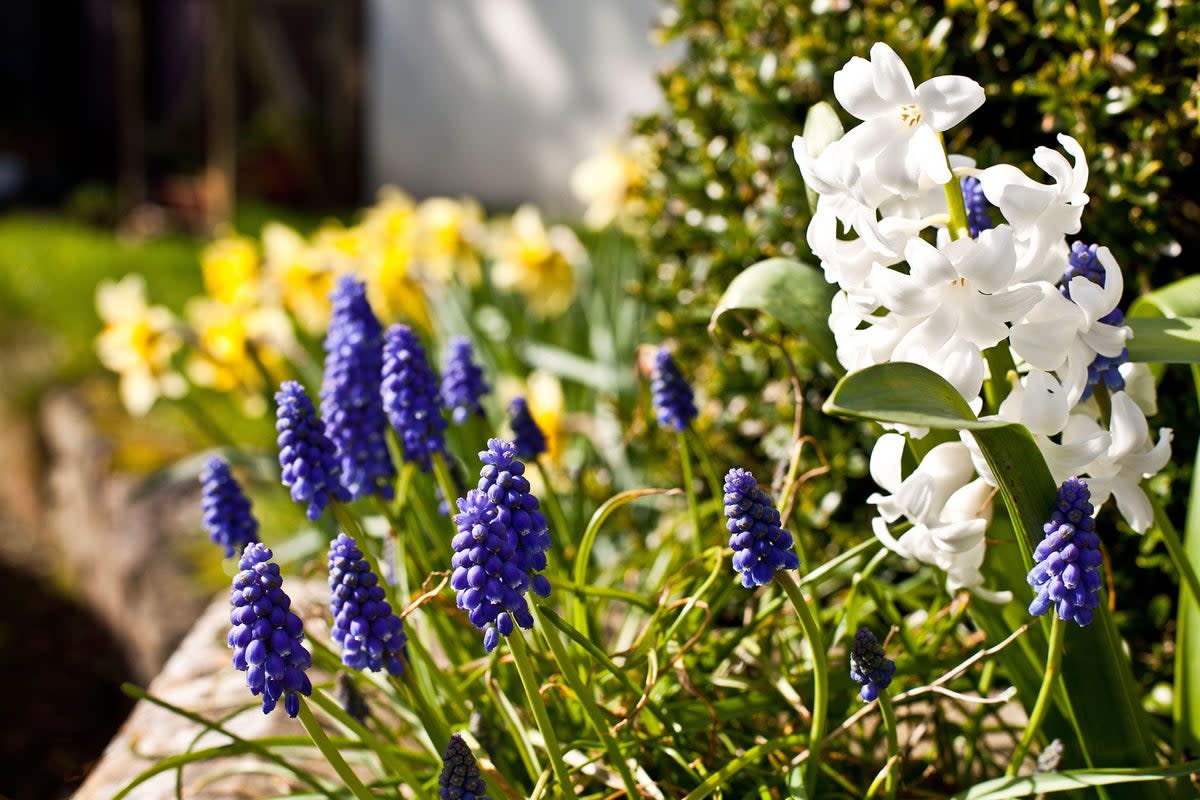 How to save money on your spring flowers (Alamy/PA)