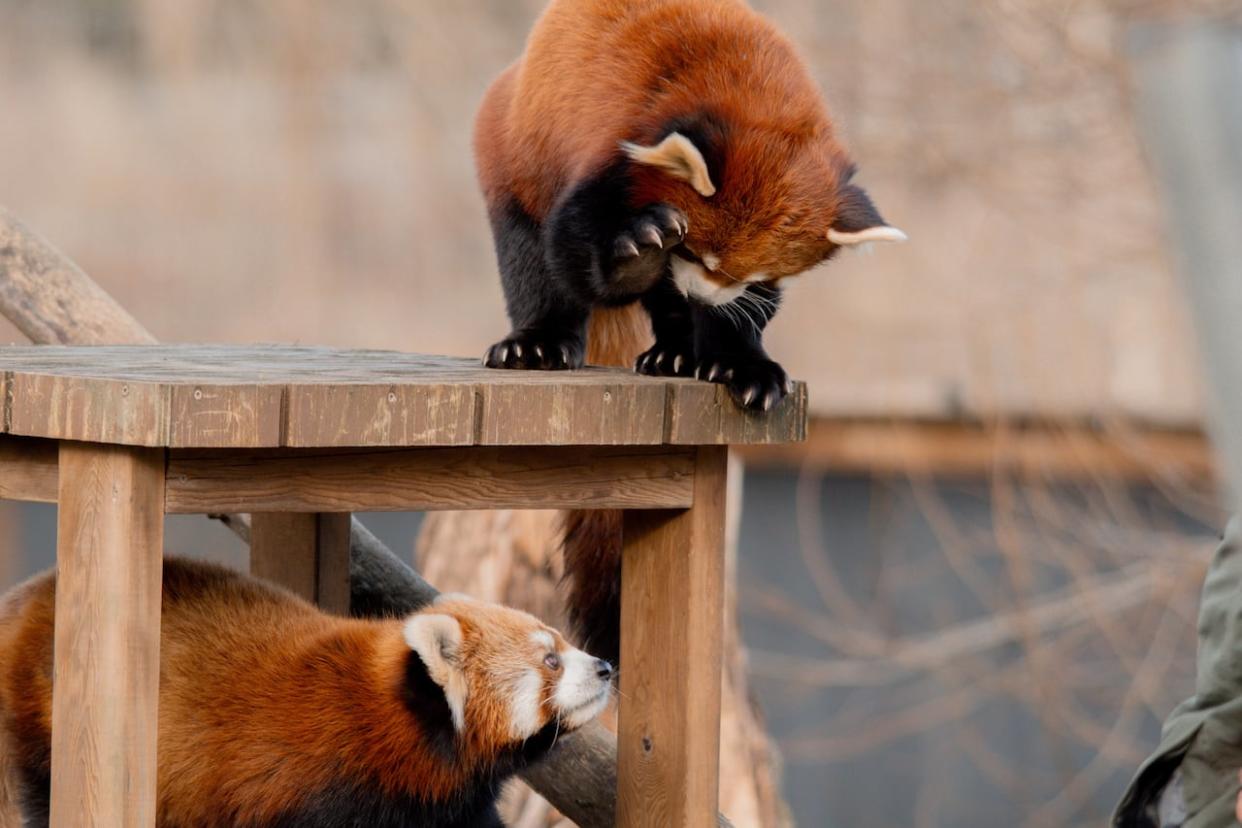 Paprika, bottom, and Arun, top, are getting to know each other at the Greater Vancouver Zoo. (Submitted by the Greater Vancouver Zoo - image credit)