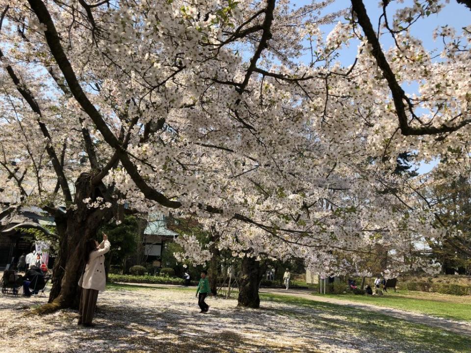 弘前公園內有兩千多棵的櫻花。