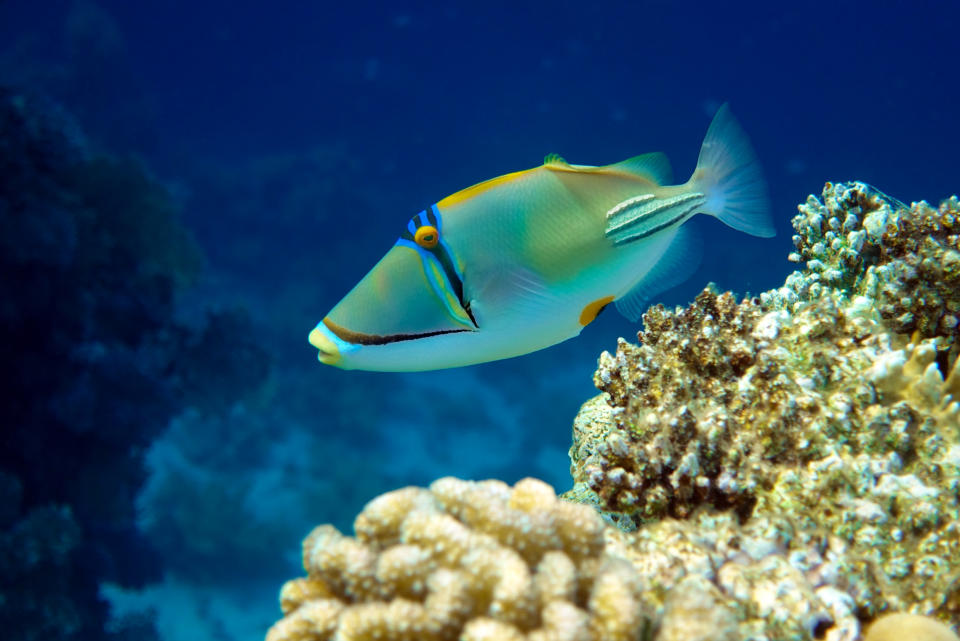 Picasso triggerfish (Rhinecanthus aculeatus) , coral fish on the coral reef.