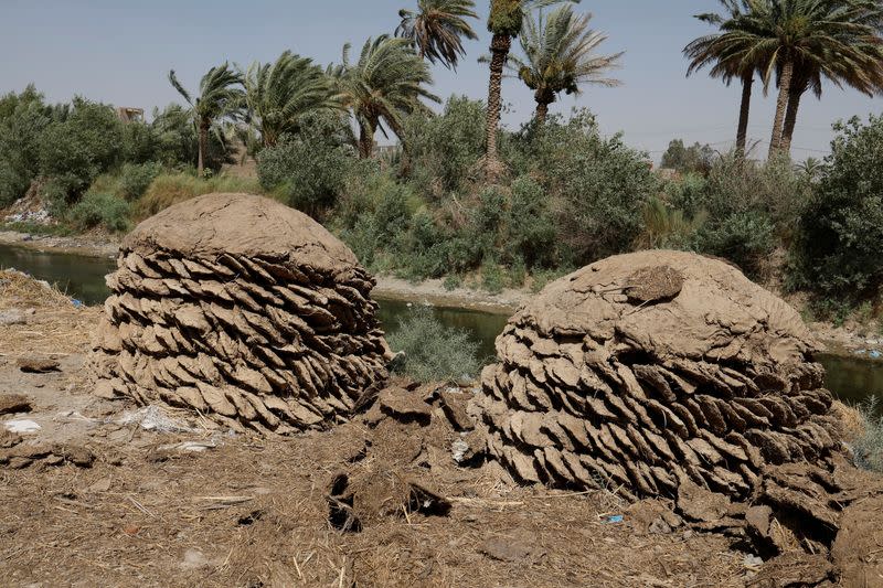 The Wider Image: Drought imperils Iraq's water buffalo and a child's way of life