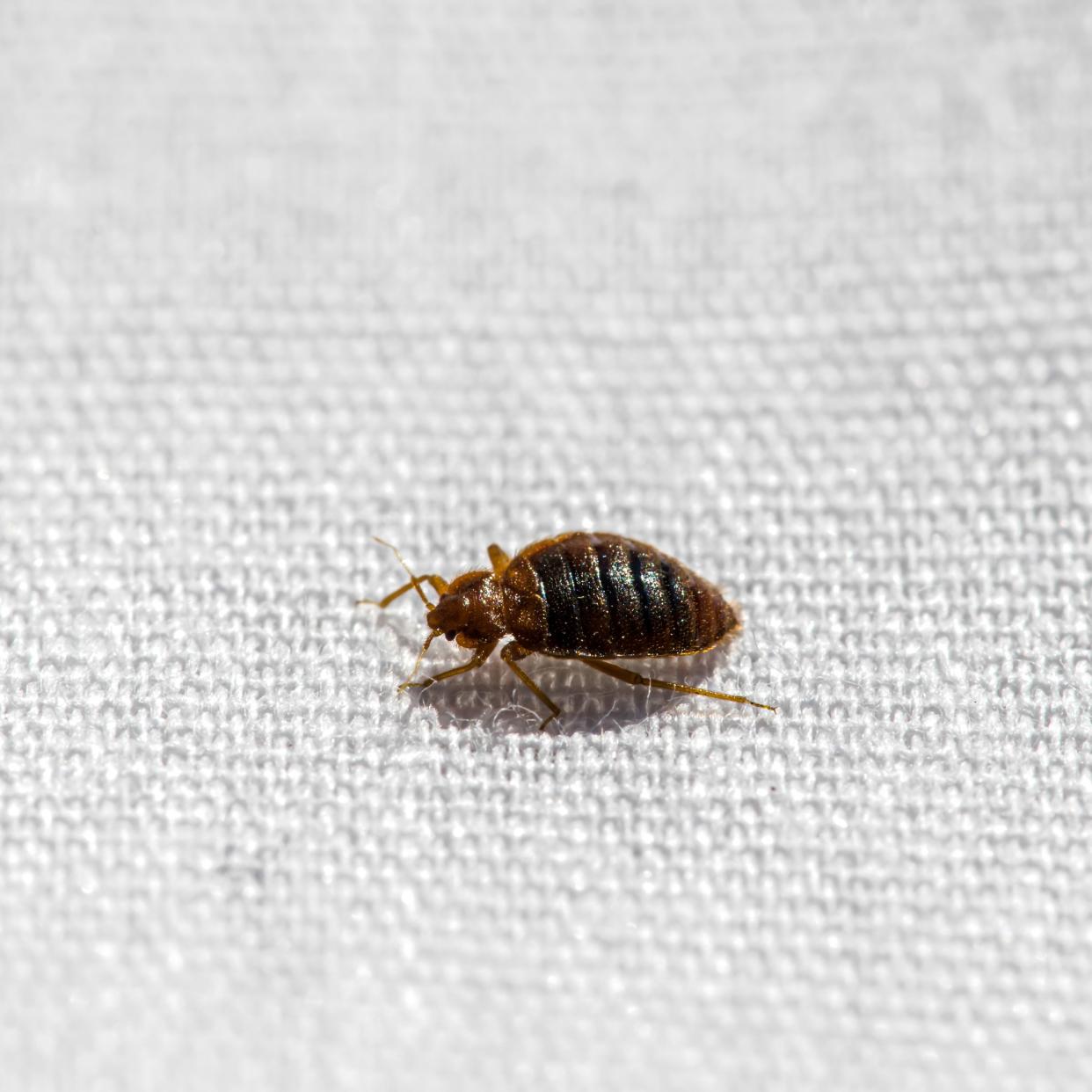 The UK is facing a bed bug epidemic experts explain why outbreaks are