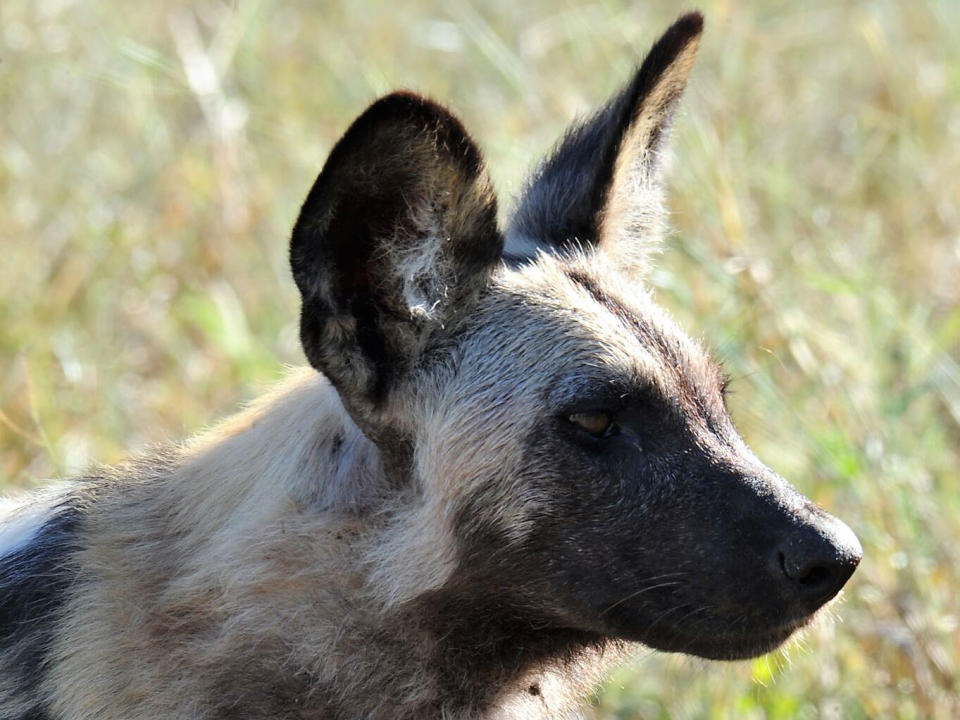 Dogs use 'sneezes to vote on when to hunt', study finds