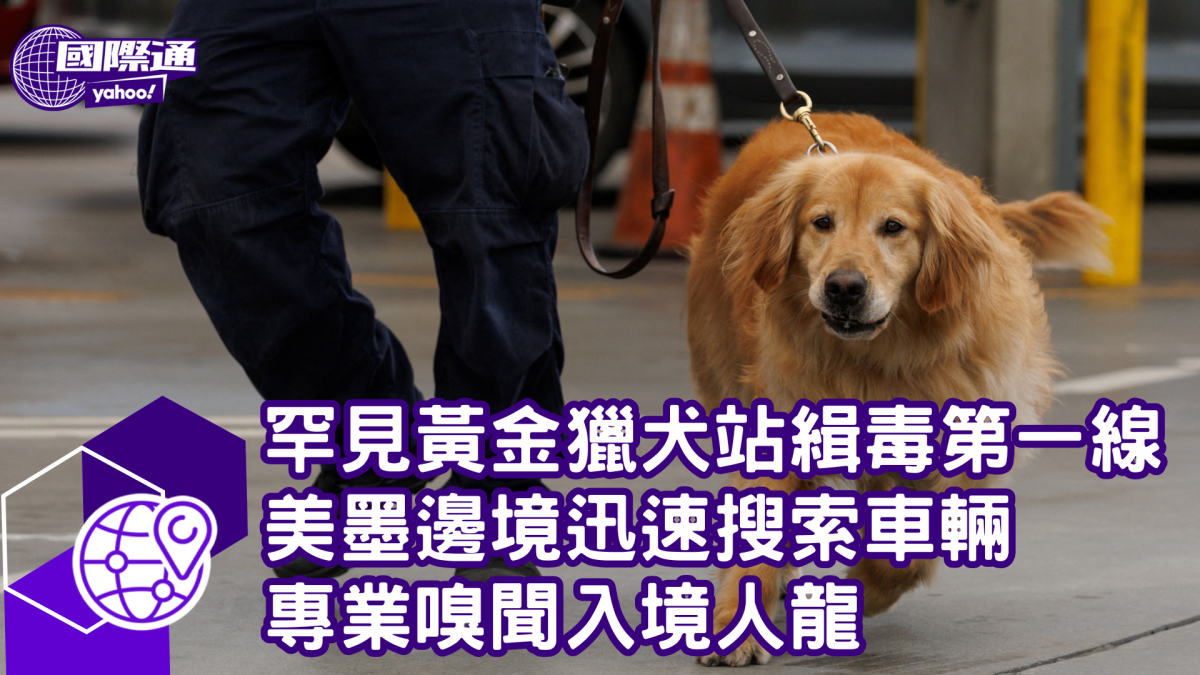 罕見黃金獵犬站緝毒第一線 美墨邊境迅速搜