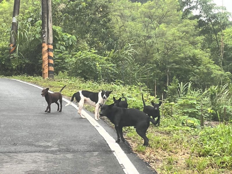 新竹一名獨居老翁，死後遭到飼養的愛犬啃食。（示意圖／中央社）