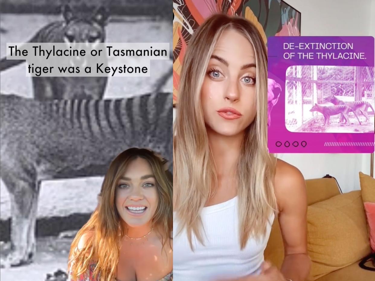 side-by-side screenshots of @iamlaurawells instagram video on tasmanian tigers and @itskendalllong's tiktok video of the tasmanian tigers.