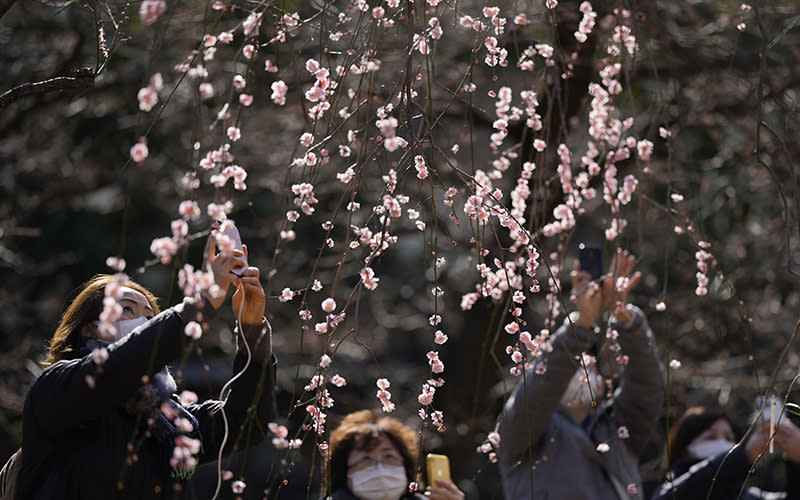 Visitors take pictures of plum blossoms at the Yushima Shinto shrine