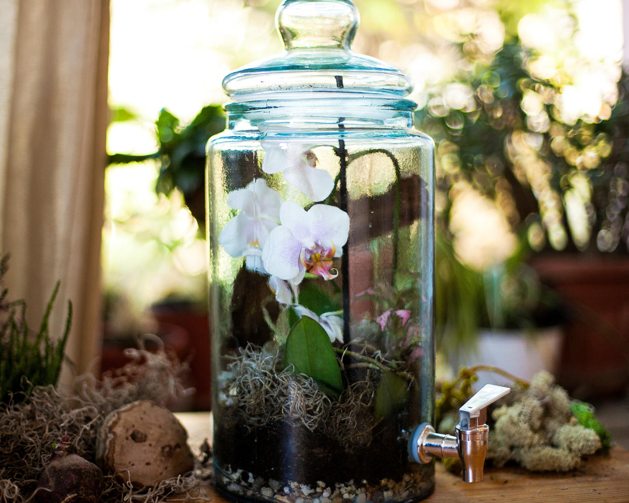  When learning how to make an orchid terrarium, you need to decide whether it should be open or closed. This closed terrarium contains a beautiful white orchid. 