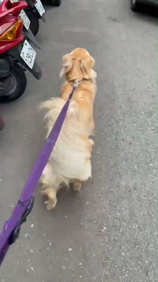 1個杯子蛋糕收服黃金獵犬！幫爸爸提1整袋早餐　療癒畫面融化全網