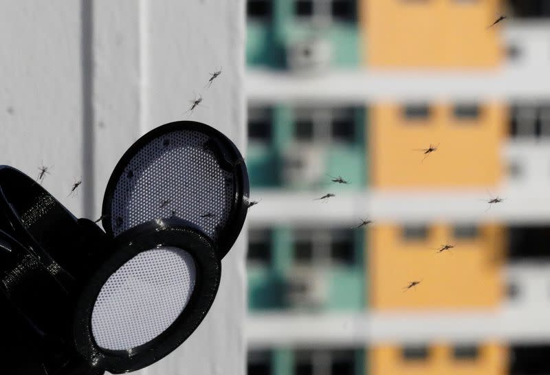 Male Wolbachia-aedes aegypti mosquitos are released via a mosquito launcher at a public housing estate test site in Singapore