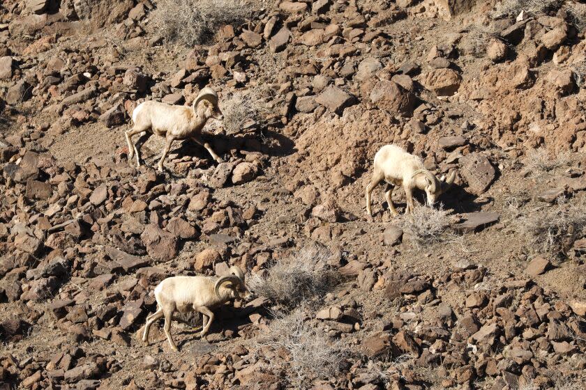 Sparks, Nevada-Jan. 31, 2023-Big-horned sheep graze in the hills above the Tahoe-Reno Industrial Center, which is billed as the world's largest industrial park, with 166 square miles, roughly the size of New Orleans or Denver. As new corporations and their workers move in, wildlife, like wild horse, big-horned sheep, and coyotes are being pushed out. (Carolyn Cole / Los Angeles Times)