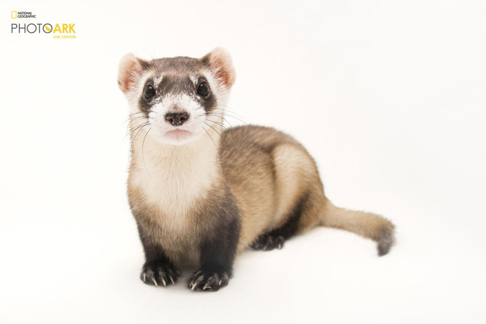 <p><strong>Endangered, fewer than 500 left in the wild.</strong> <br> Photographed at the Toronto Zoo in Toronto Canada. (© Photo by Joel Sartore/National Geographic Photo Ark)<br><br><em> Support the Photo Ark and projects working to help save species</em><br><em> at PhotoArk.org and join the conversation on social media with</em><br><em> #SaveTogether.</em> </p>