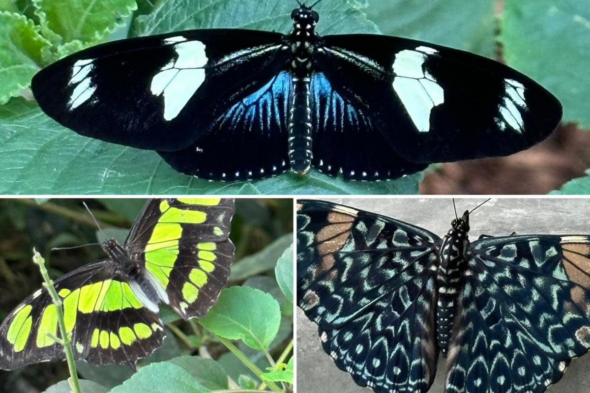 London Butterfly Gardens welcomes visitors for the first time on Wednesday, July 10 at Hall Place and Gardens <i>(Image: Bexley Council)</i>