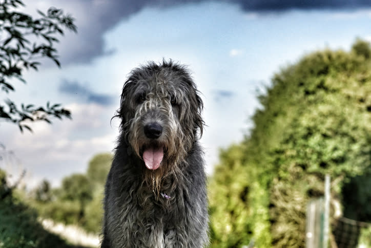 El pelaje gris podría ser una señal de estrés canino. - Foto: Anke Sauerwein / EyeEm Getty Images