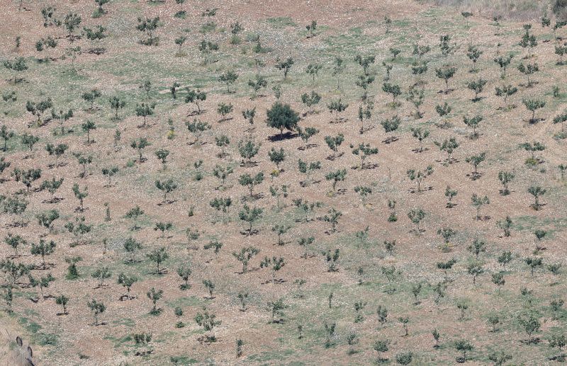 Cultivo de pistacho en un campo afectado por la sequía prolongada, en Ronda