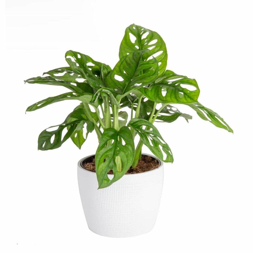 <p><a href="https://go.redirectingat.com?id=74968X1596630&url=https%3A%2F%2Fwww.homedepot.com%2Fp%2FCosta-Farms-Trending-Tropicals-Little-Swiss-Monstera-Plant-in-6-in-Ceramic-Pot-CO-1-41MON-3-TR%2F312317796&sref=https%3A%2F%2Fwww.cosmopolitan.com%2Flifestyle%2Fg43685767%2Fbest-indoor-trees-and-plants%2F" rel="nofollow noopener" target="_blank" data-ylk="slk:Shop Now;elm:context_link;itc:0;sec:content-canvas" class="link ">Shop Now</a></p><p>Little Swiss Monstera Plant</p><p>$38.99</p><p>homedepot.com</p>