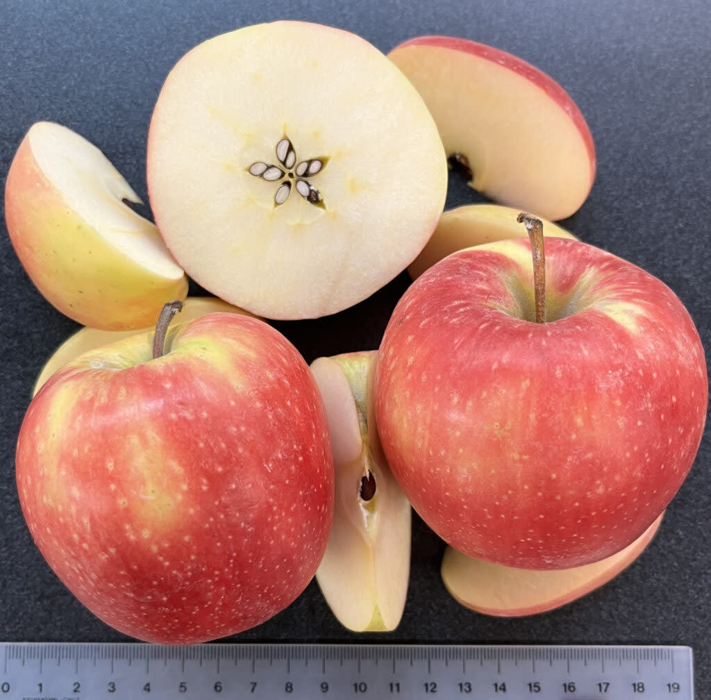 Sliced WA 64 apples show the newly released variety’s yellow-pink skin and white interior