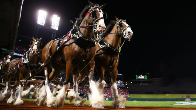 The Wild Stallions - Shinesty Official Budweiser Horses Ball