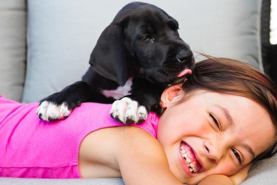 Great Dane puppy kissing girl.