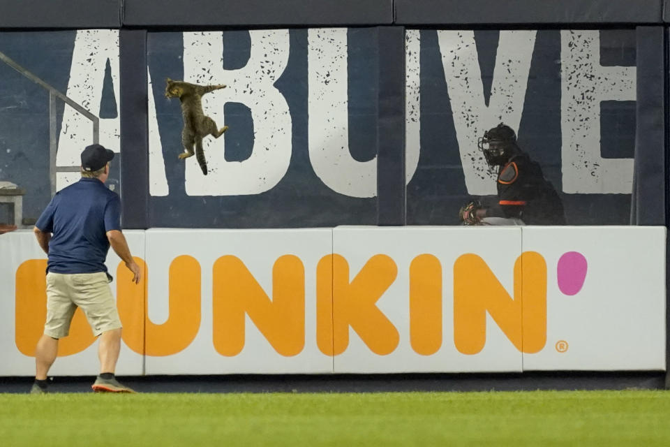 A member of the Yankee Stadium grounds crew tries to catch a cat who entered the field in the eighth inning of a baseball game between the New York Yankees and the Baltimore Orioles, Monday, Aug. 2, 2021, in New York. (AP Photo/Mary Altaffer)