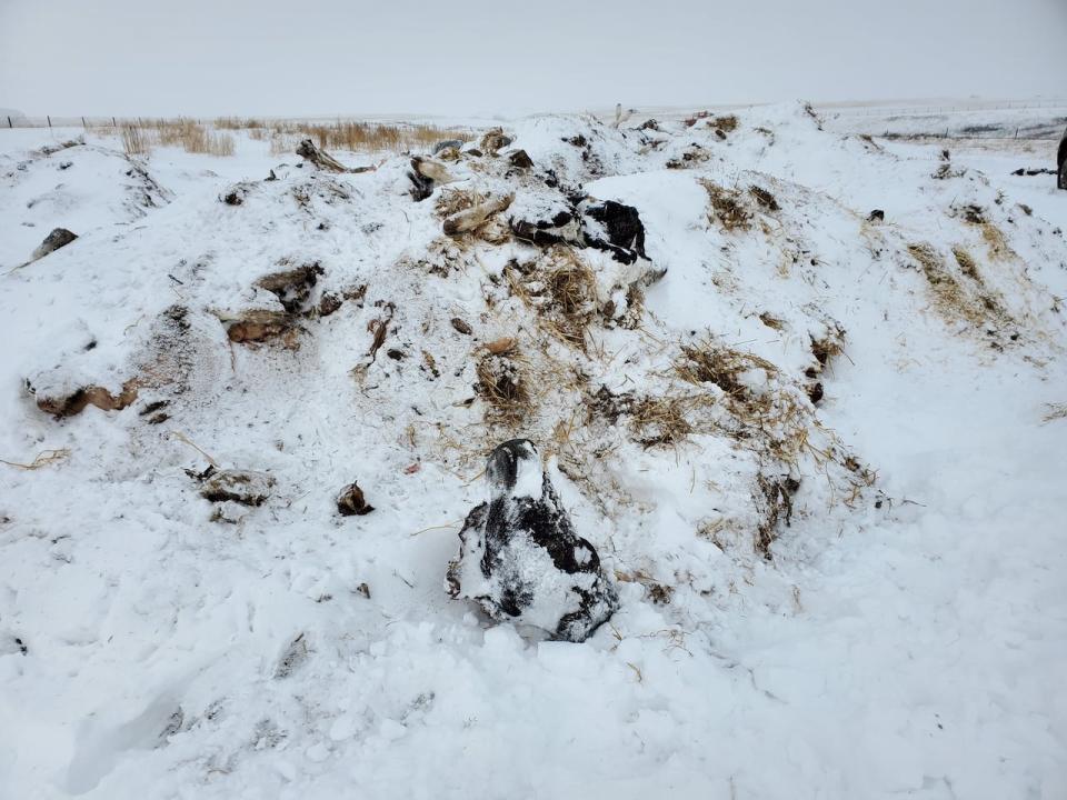 A photo taken by RCMP livestock investigators shows cattle carcasses discarded in the snow. The photo was taken during a 2023 investigation into an illegal slaughter operation. 