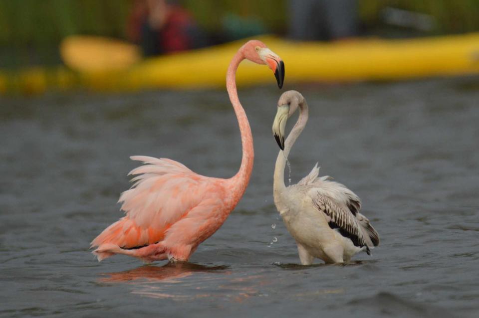 Chucky Wensel, of Merrill, captured photos of five American flamingos on Lake Petenwell in central Wisconsin Saturday, Sept. 30, 2023. He and Ken Milender, of Harshaw, who are both avid birders, were able to get a boater to take them closer to the birds to take the images.