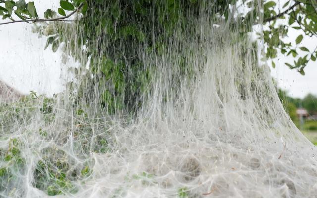 The webs usually last from May to June - PA