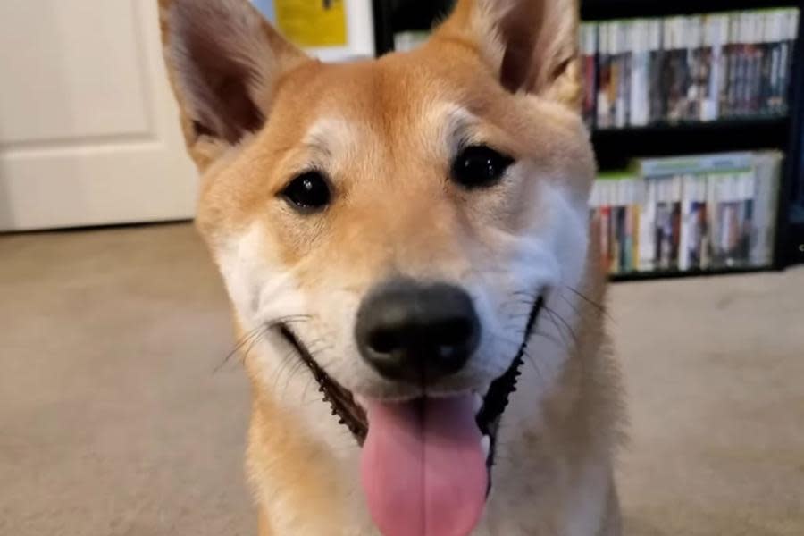 Este adorable perro juega videojuegos y hará un speedrun de un clásico de Nintendo 