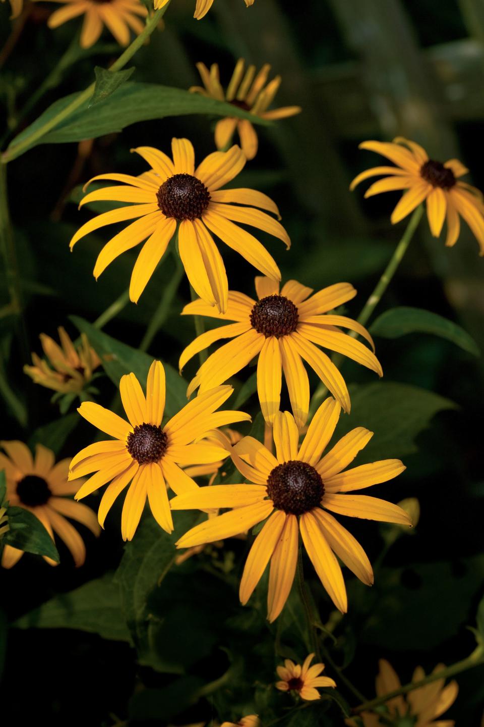 Black-Eyed Susan