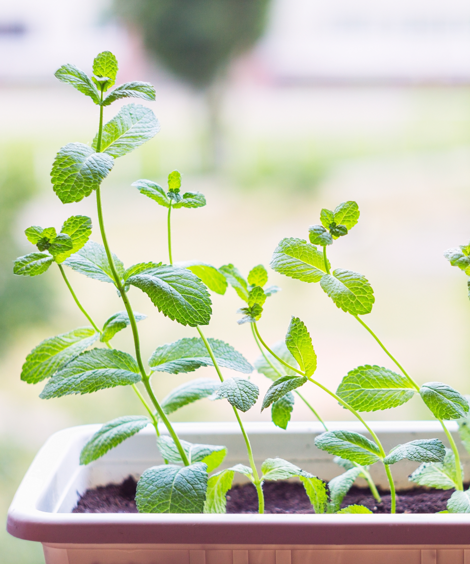 Mosquito repellent plants