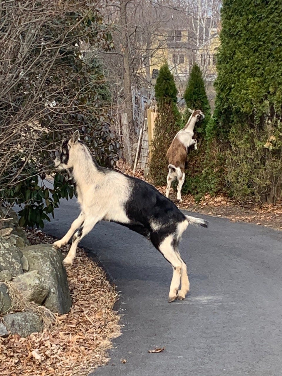 A gang of four goats and other livestock is caused a stir on Esker Road in 2021, roaming the neighborhood, and damaging people’s yards.