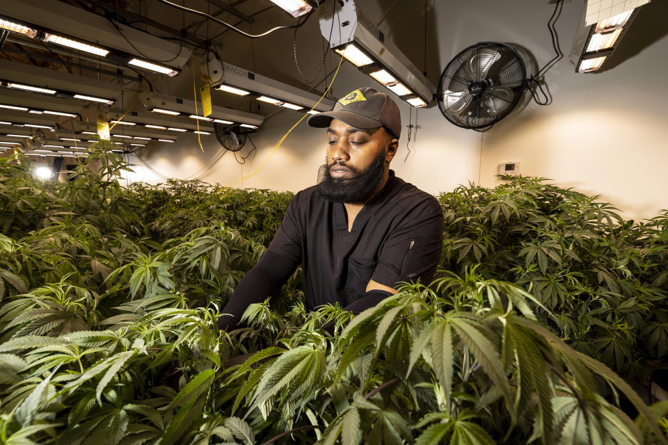 Image: Lead cultivator Kellan Gill defoliates medical cannabis at one of three Twisted Roo hydroponic growing houses on Jan. 25, 2022 outside of Lexington, Okla. (Brett Deering for NBC News)