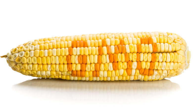 GMO corn