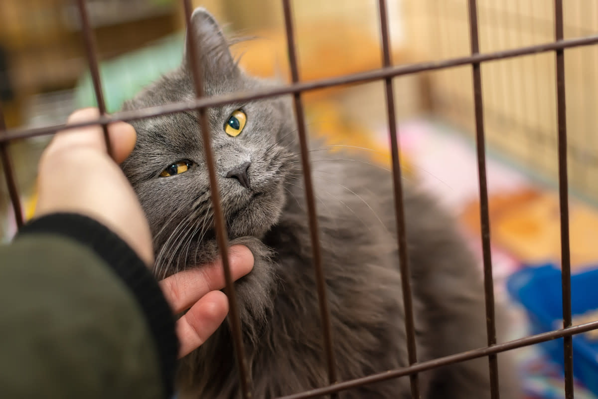 Beautiful Photos of Pets Before and After Adoption Prove Every Day Is